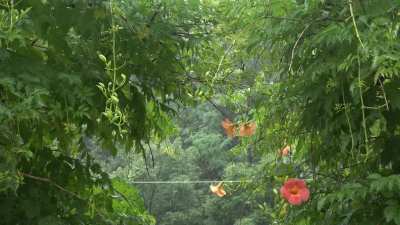 Rain in the forest