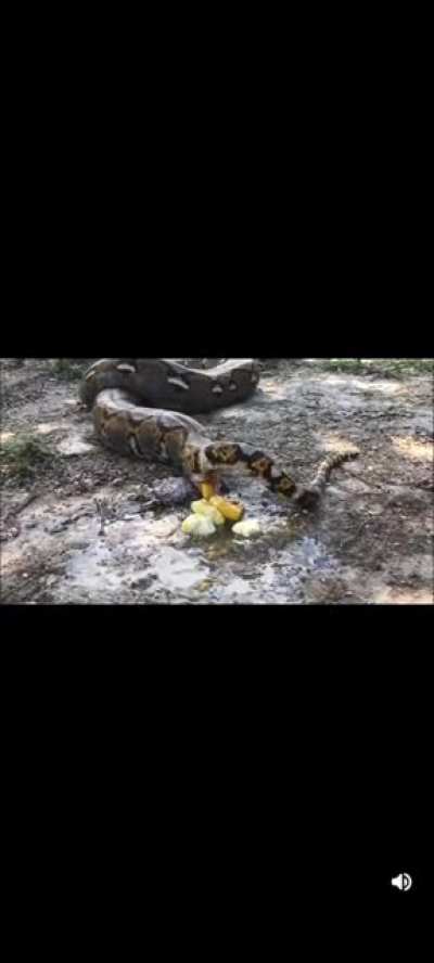 Constipated snek (with sound!)