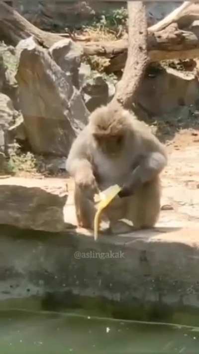 Monke dies after dropping his banana