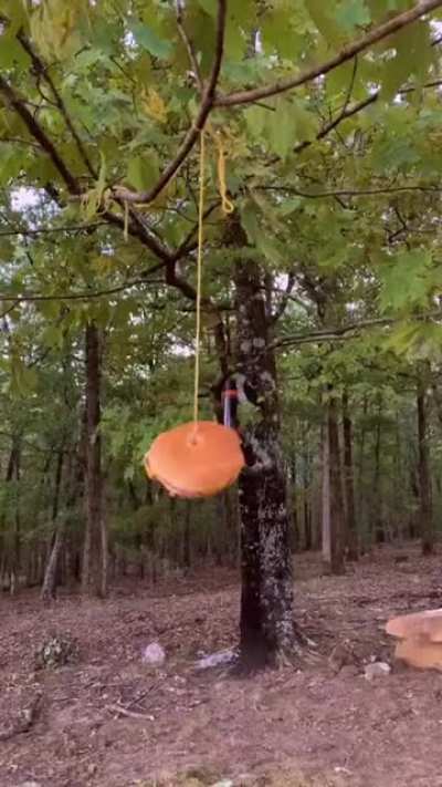 Authentic farm life