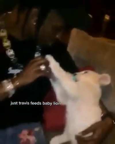 bro casually feeds baby lion 💀