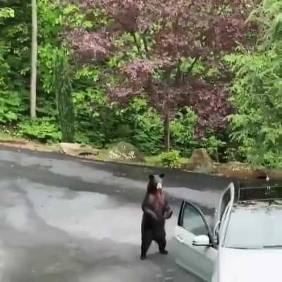 Lots of screams