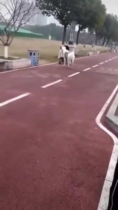 Hmm Kamikaze horse