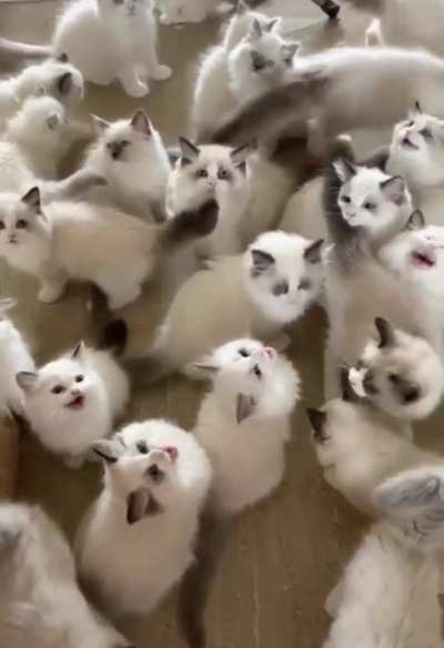 Fr all ya cat lovers