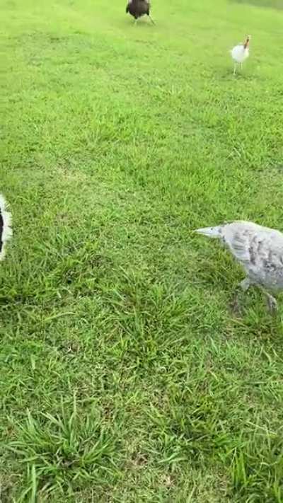 I trained my turkeys to come to me with a cowbell.