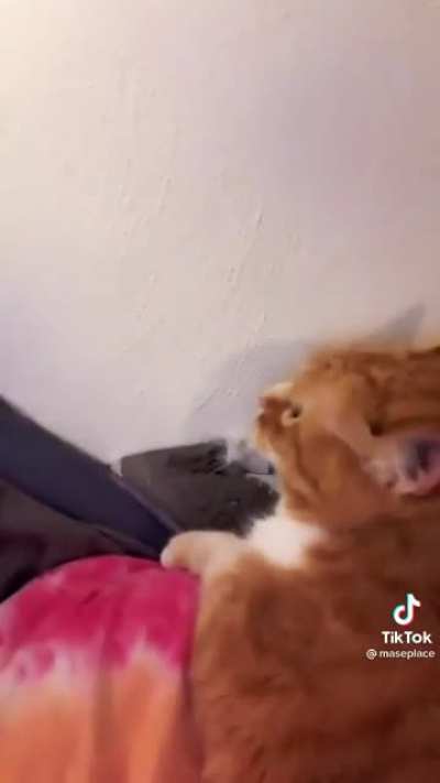 He taught his cat to laugh