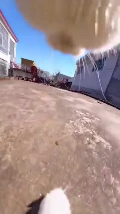 Cat Parkour