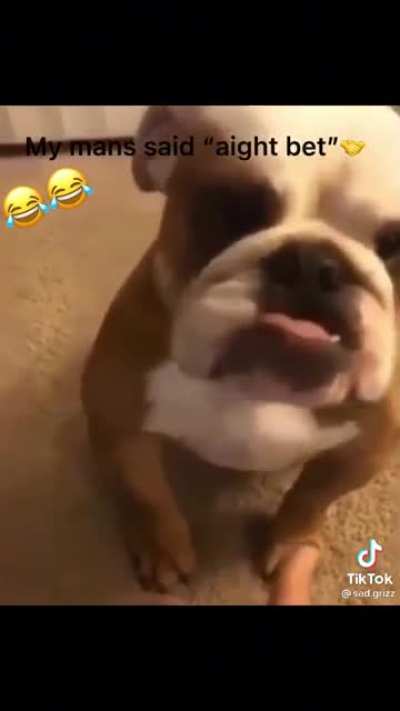 what da dog doin