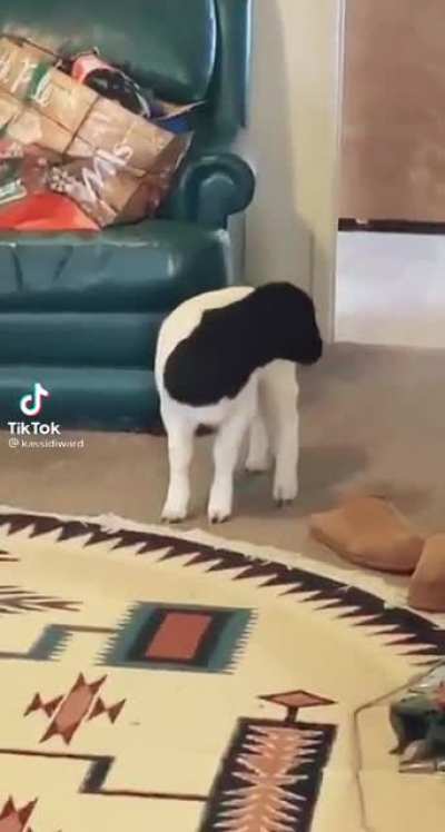 BAHHHHHH