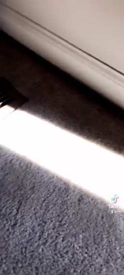 Mr. lizard visited my house then went straight to Australia