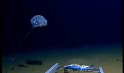 A unknown creature was recorded over 4.5 miles deep in the ocean at the bottom of the Java trench