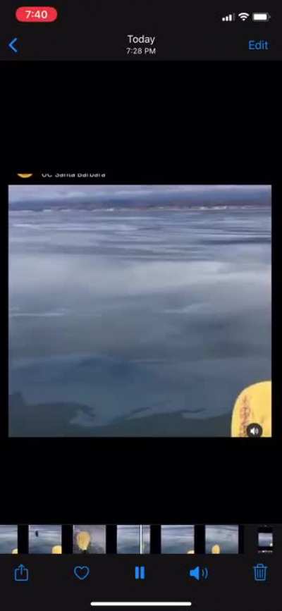 Dolphins are scary, just listen to this scream