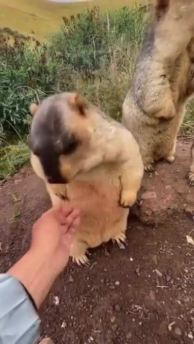 chonky!