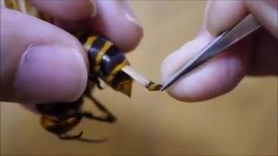 Removing a Parasite from a Wasp