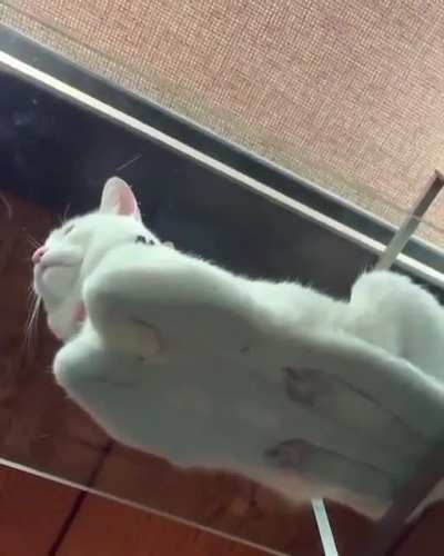 Presenting, the catloaf