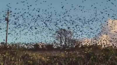Teammate pings crows, to be continued