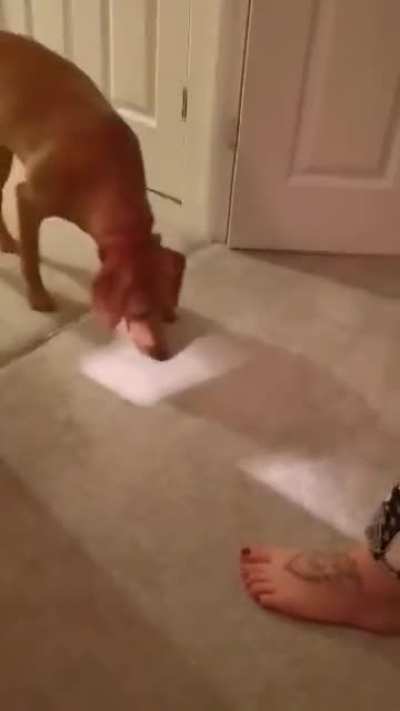 My puppy has learnt that coming upstairs means going to bed, she's smart and now tries to fake us out (fake sniffing and all) so she can escape under the bed.