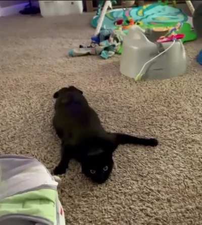 The way this cat moves is so…not catlike.
