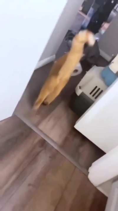 Gatos
