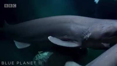 Sixgill Sharks scavenging on a Sperm Whale