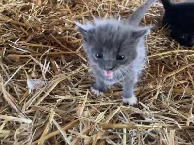 Perfectly cut Mew!