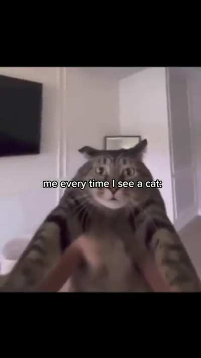 i love cat not you