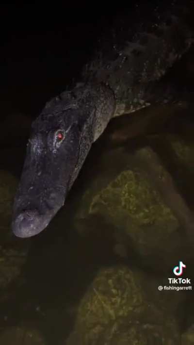 The Everglades are scared of him
