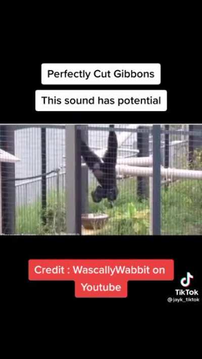 I love gorillas