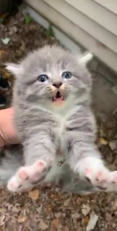 Perfectly cut cat meow