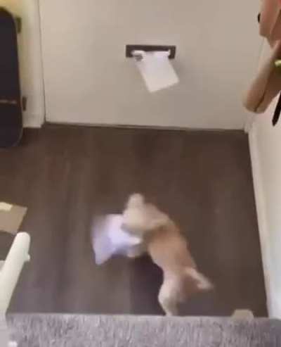 Spam filter dog