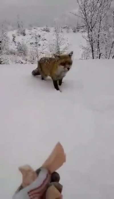 Be careful when dealing with wild crazy animals