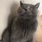 X-Post from r/ThisIsMyLifeMeow; OP is u/KevlarYalmulke