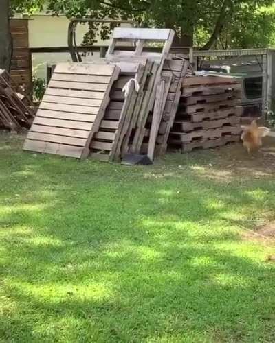 At least someone is having fun during quarentine