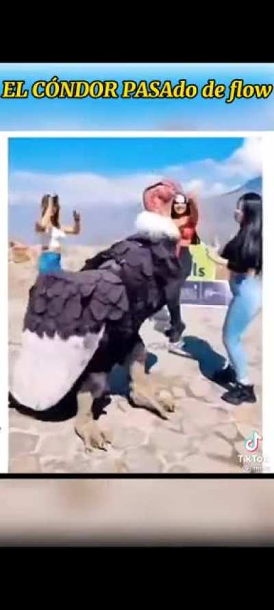 Repollo?