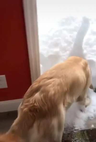 They’re natural snow swimmers!