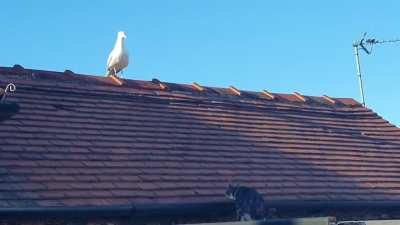 Cat hunt, seagull squah