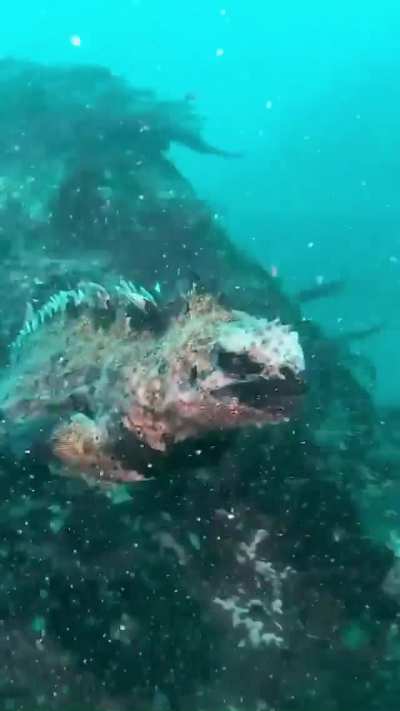 Marine iguanas