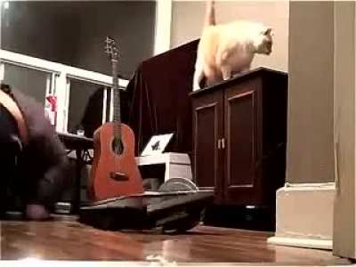 Fat cat nonchalantly destroys his owner's face