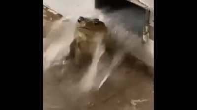 🐸