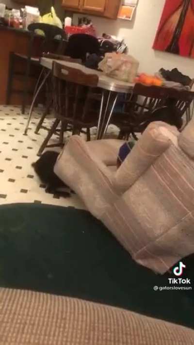 Zoomies