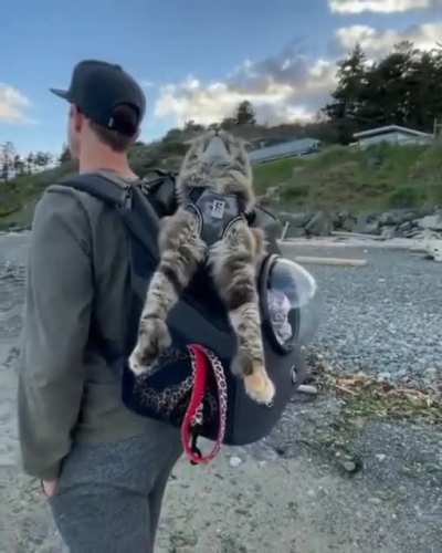 are you walking with your cat?