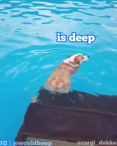 Corgi confirms