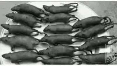crispy rats