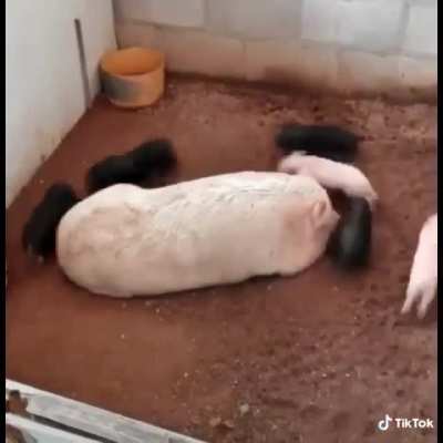 loop de loop