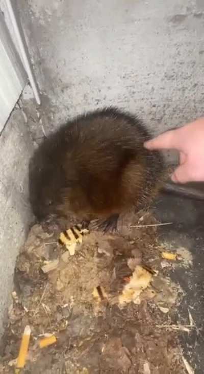 Ratatouille???