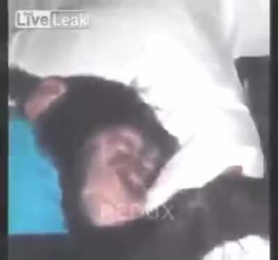 acorda aí
