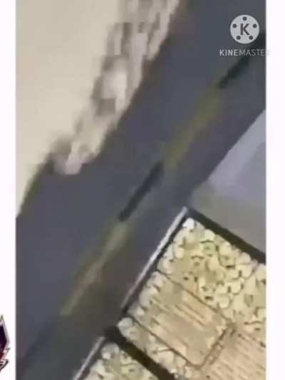 Messing with a dog...