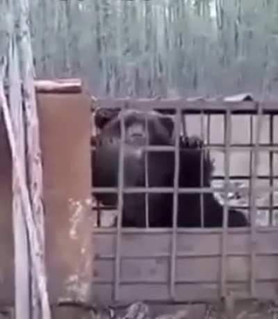 BEAR with rabies.