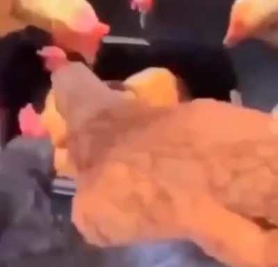 Cannibalism.