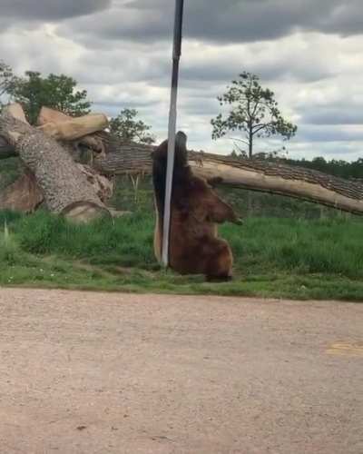 Poll dance or have an itch.